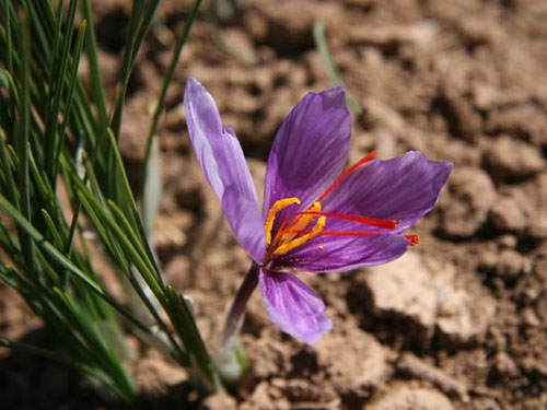 藏红花