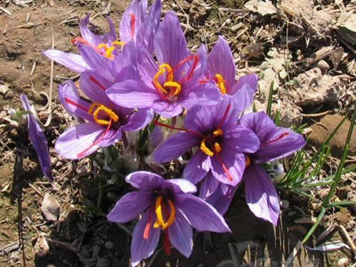 藏红花