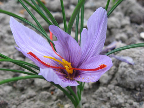 藏红花