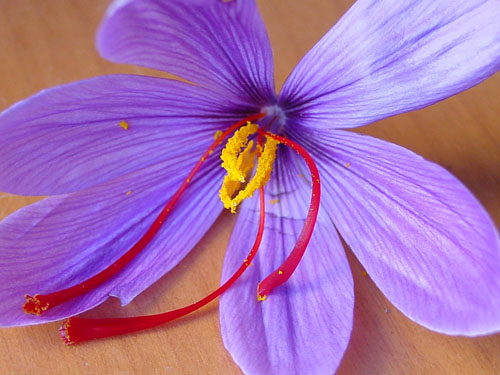 藏红花